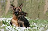 BERGER ALLEMAND 1059